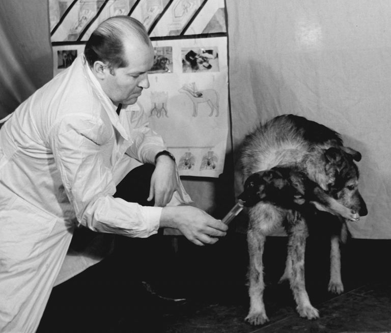 10 Immoral Truths About Vladimir Demikhov’s Two-Headed Dog | Factionary
