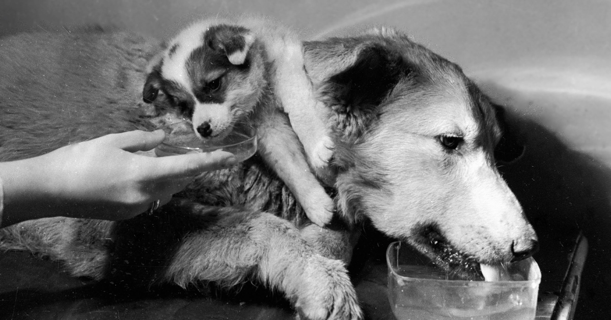 10 Immoral Truths About Vladimir Demikhov’s TwoHeaded Dog Factionary