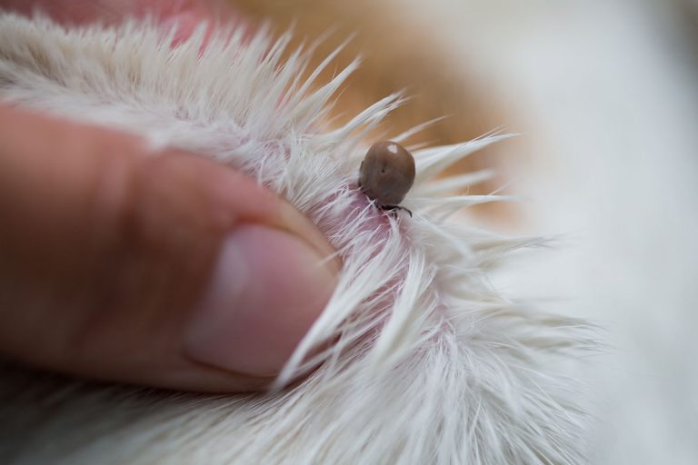 10 Horrific Details Surrounding Asian Longhorned Ticks, Who Drained 5