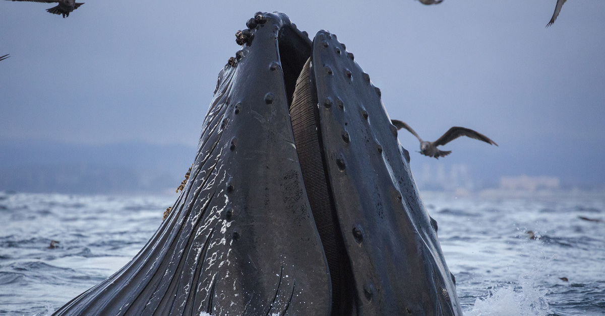 10 Incredible Details Surrounding Michael Packard, Who Survived Being Swallowed By A Whale