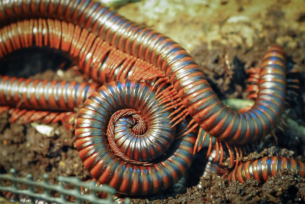 10 Monstrous Details Surrounding The CarSized Millipede Fossil